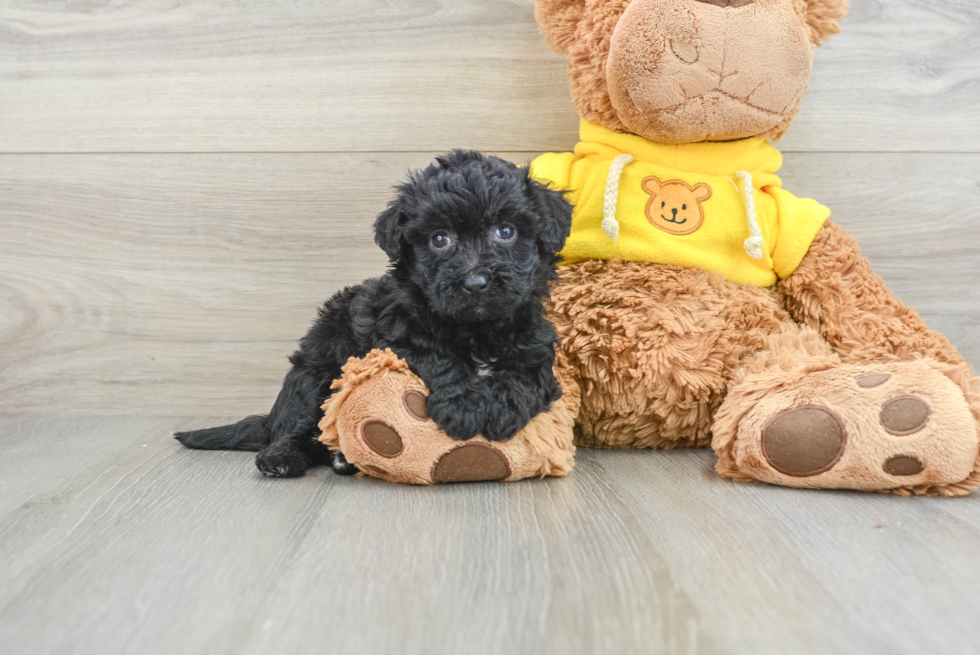 Cute Poochon Baby