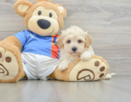 7 week old Poochon Puppy For Sale - Puppy Love PR