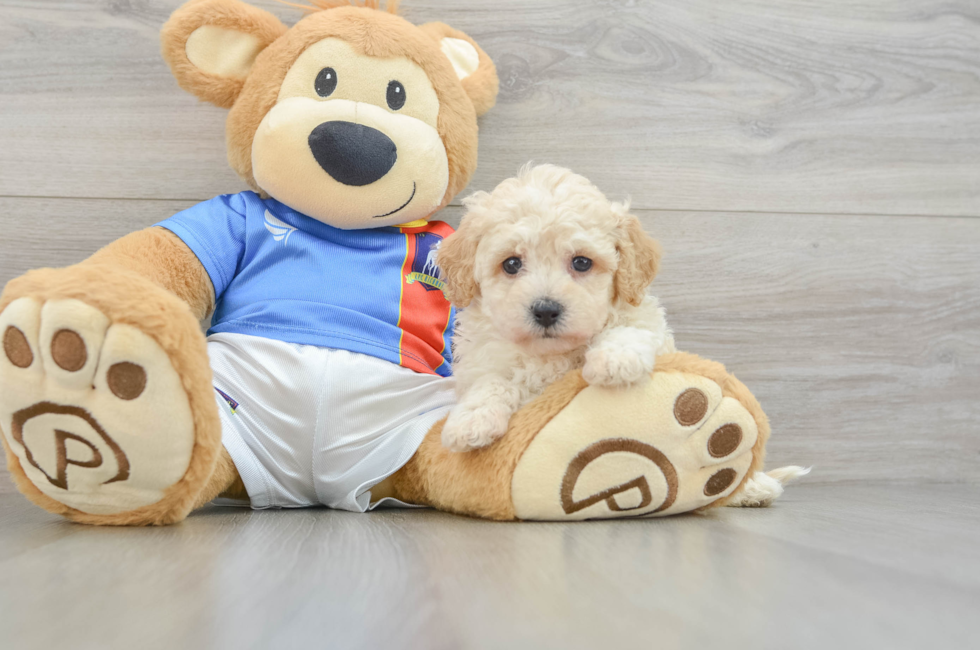 6 week old Poochon Puppy For Sale - Puppy Love PR