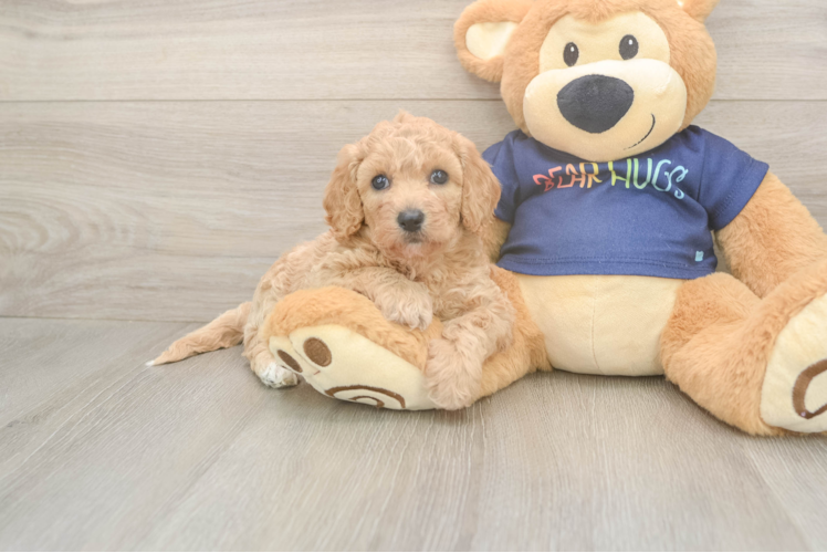 Hypoallergenic Bichpoo Poodle Mix Puppy