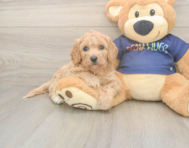 8 week old Poochon Puppy For Sale - Puppy Love PR