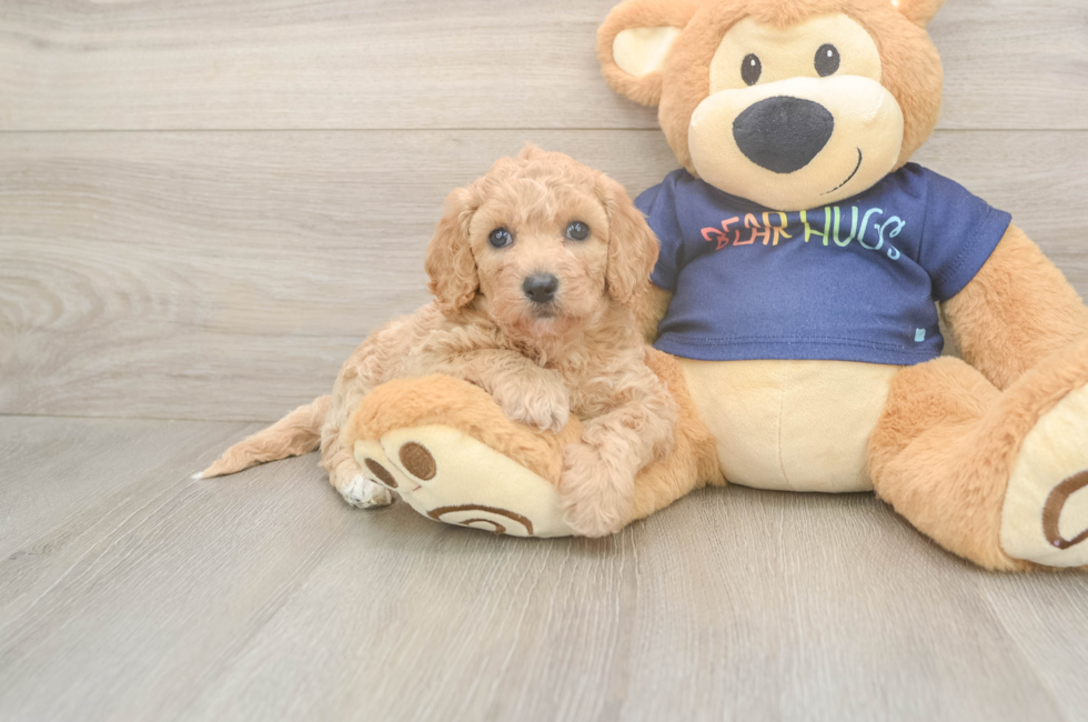 5 week old Poochon Puppy For Sale - Puppy Love PR