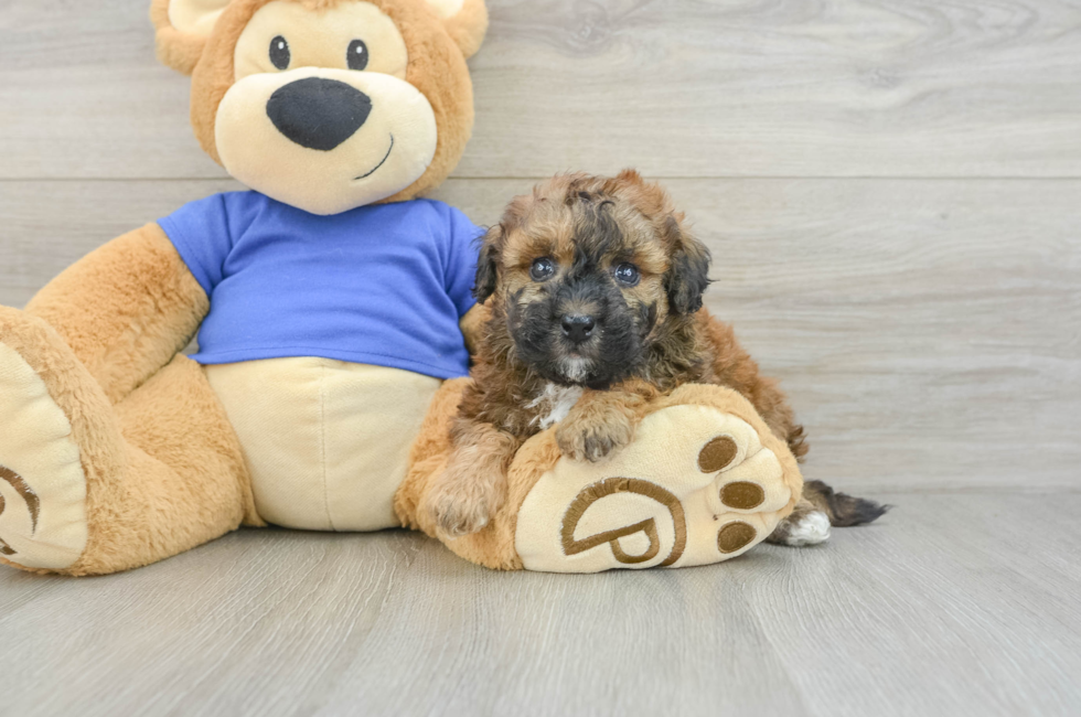 5 week old Poochon Puppy For Sale - Puppy Love PR