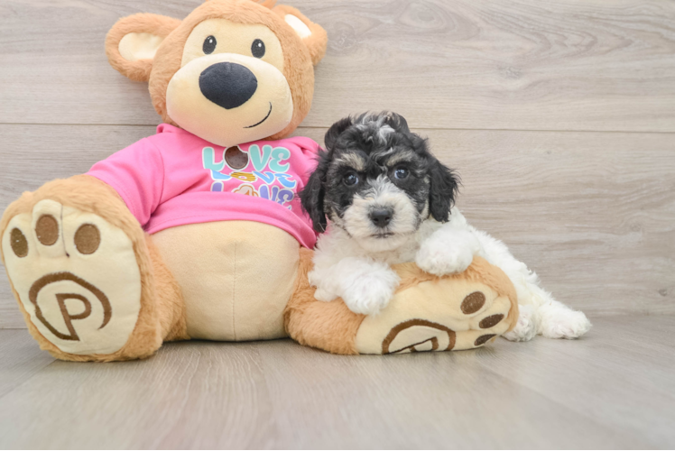 Energetic Bichpoo Poodle Mix Puppy