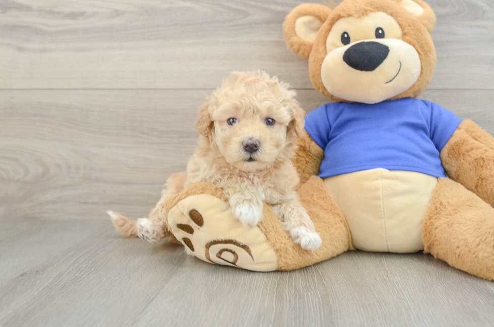 5 week old Poochon Puppy For Sale - Puppy Love PR