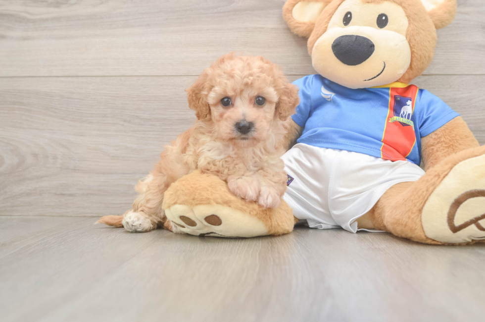 7 week old Poochon Puppy For Sale - Puppy Love PR
