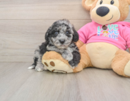 7 week old Poochon Puppy For Sale - Puppy Love PR