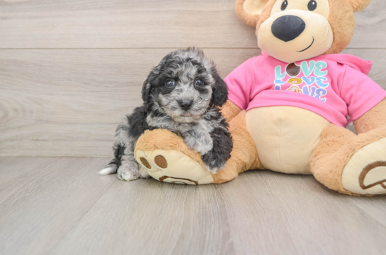 Hypoallergenic Bichpoo Poodle Mix Puppy