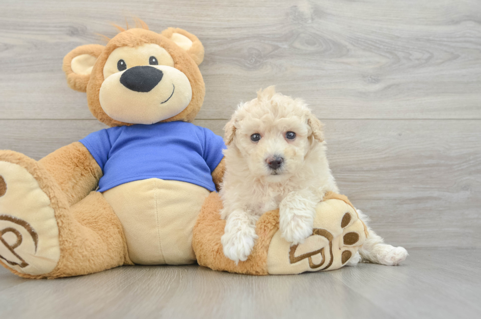 5 week old Poochon Puppy For Sale - Puppy Love PR