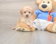8 week old Poochon Puppy For Sale - Puppy Love PR