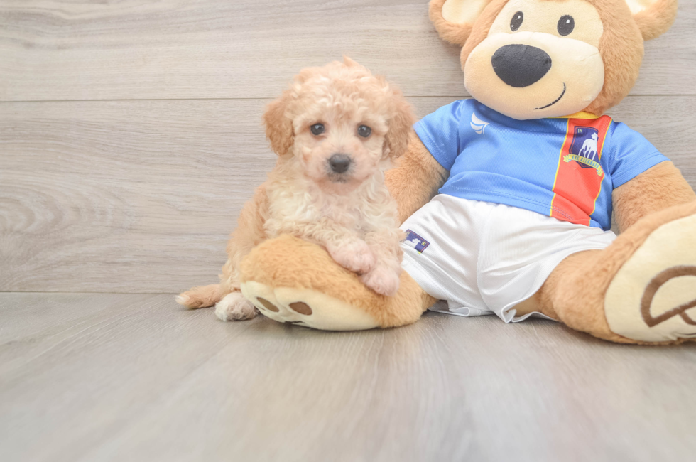 7 week old Poochon Puppy For Sale - Puppy Love PR