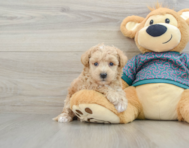7 week old Poochon Puppy For Sale - Puppy Love PR