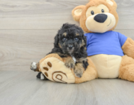 5 week old Poochon Puppy For Sale - Puppy Love PR