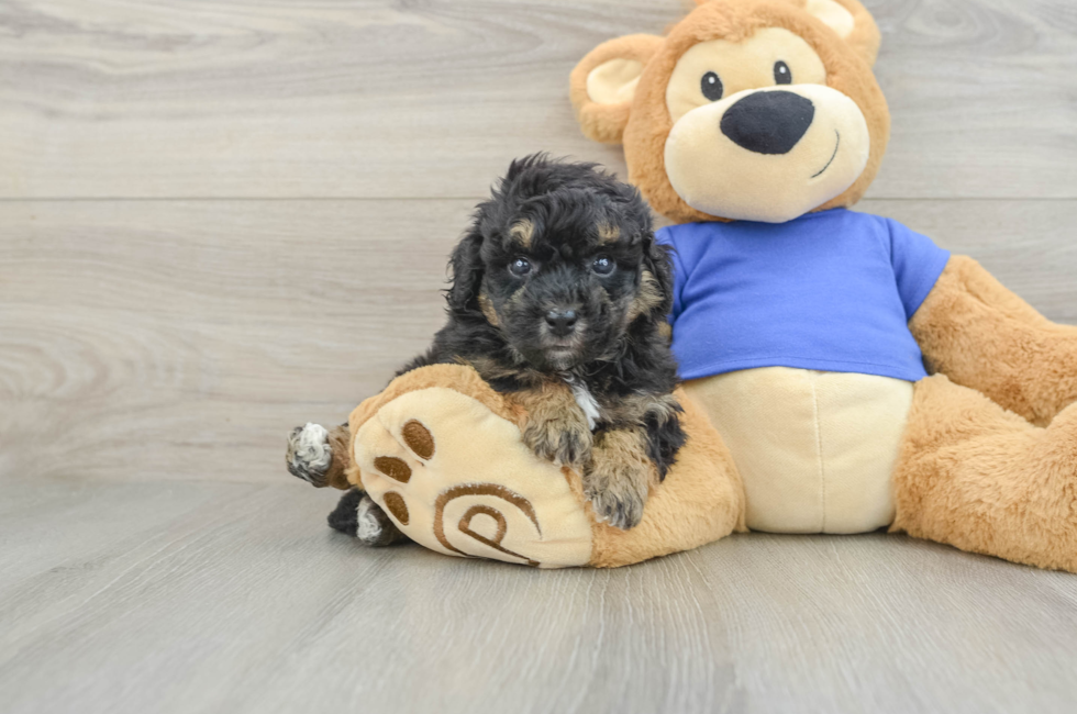 5 week old Poochon Puppy For Sale - Puppy Love PR