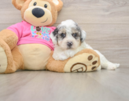 7 week old Poochon Puppy For Sale - Puppy Love PR
