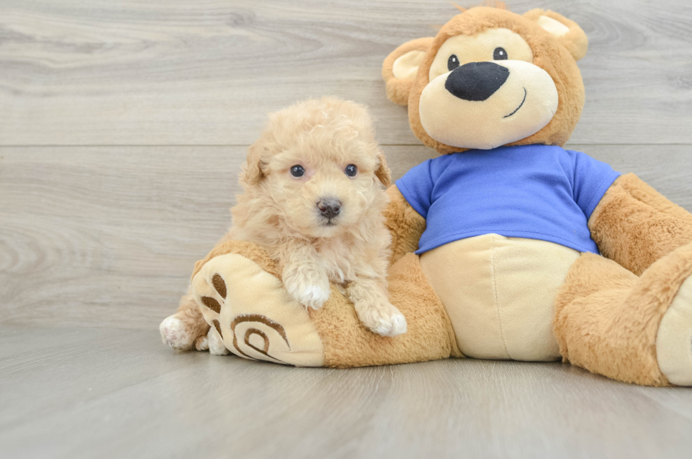 5 week old Poochon Puppy For Sale - Puppy Love PR
