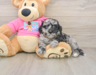 7 week old Poochon Puppy For Sale - Puppy Love PR