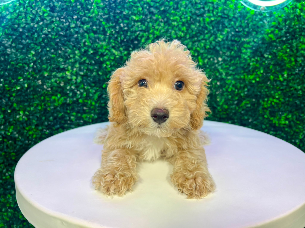 Poochon Puppy for Adoption