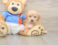 8 week old Poochon Puppy For Sale - Puppy Love PR