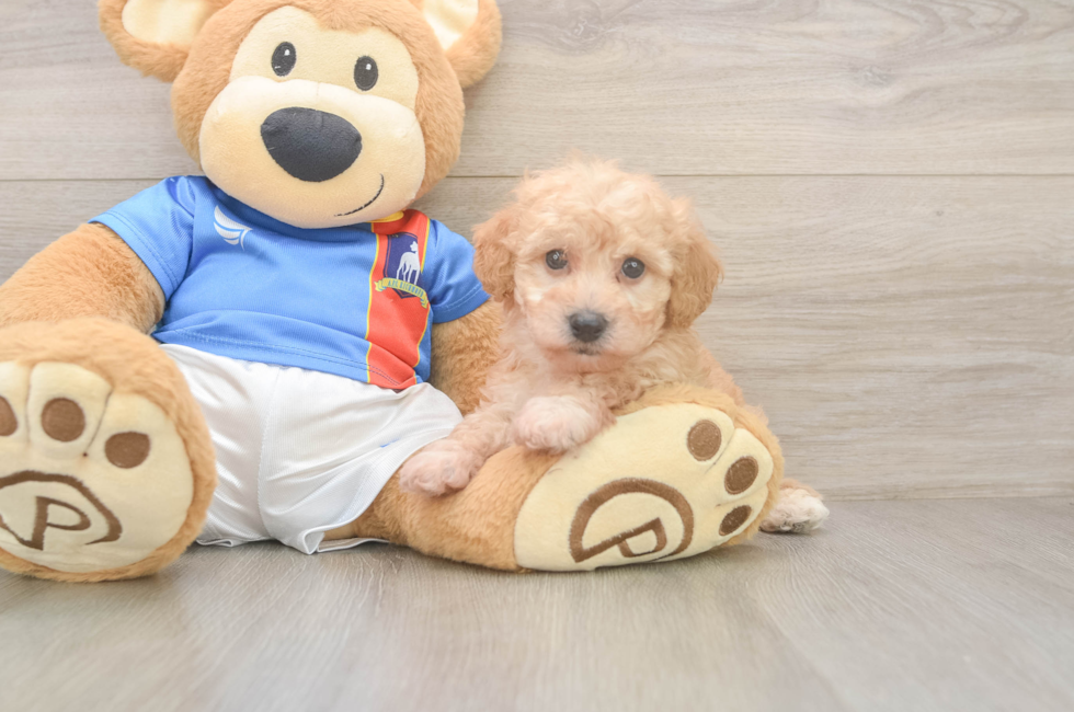 7 week old Poochon Puppy For Sale - Puppy Love PR