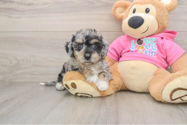 Poochon Pup Being Cute