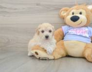 5 week old Poochon Puppy For Sale - Puppy Love PR