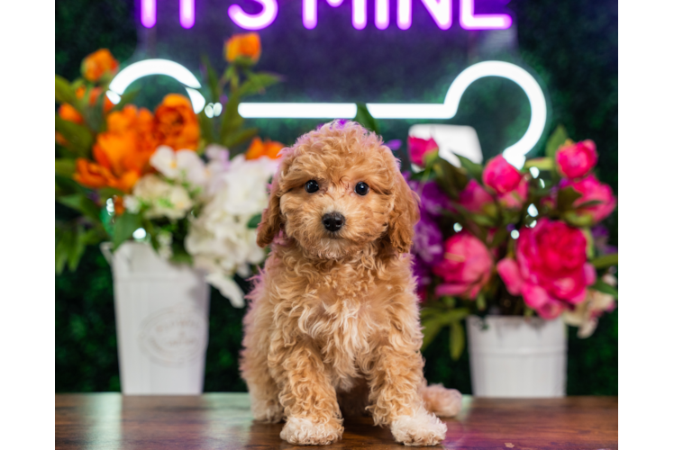 Best Poochon Baby