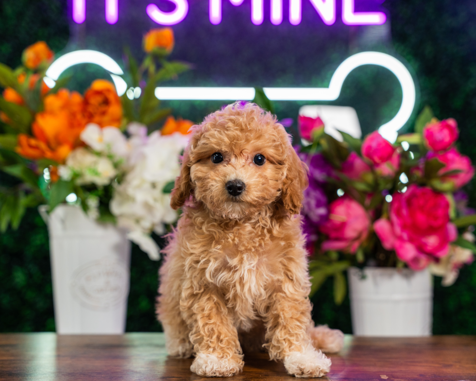 Best Poochon Baby