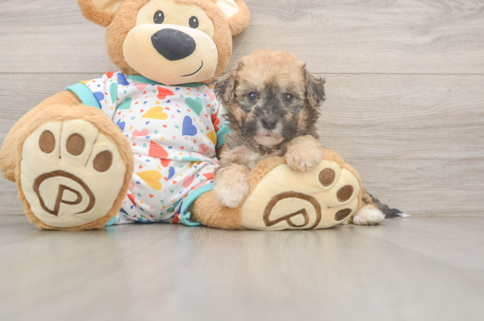 5 week old Poochon Puppy For Sale - Puppy Love PR