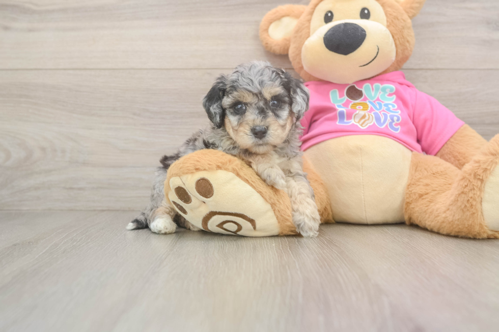 Fluffy Poochon Poodle Mix Pup