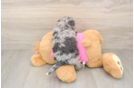 Poochon Pup Being Cute