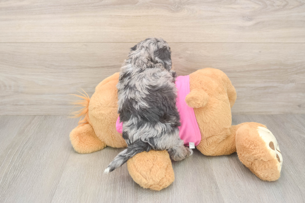 Poochon Pup Being Cute