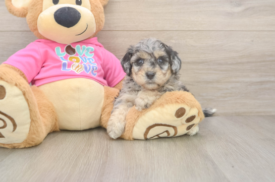 Poochon Pup Being Cute