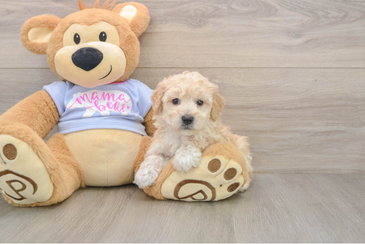 Poochon Pup Being Cute