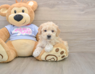 5 week old Poochon Puppy For Sale - Puppy Love PR