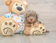 8 week old Poochon Puppy For Sale - Puppy Love PR