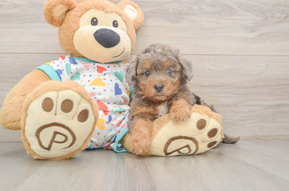 5 week old Poochon Puppy For Sale - Puppy Love PR
