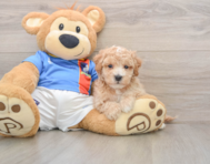 5 week old Poochon Puppy For Sale - Puppy Love PR