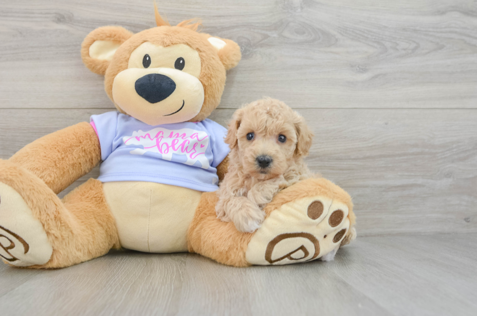 5 week old Poochon Puppy For Sale - Puppy Love PR