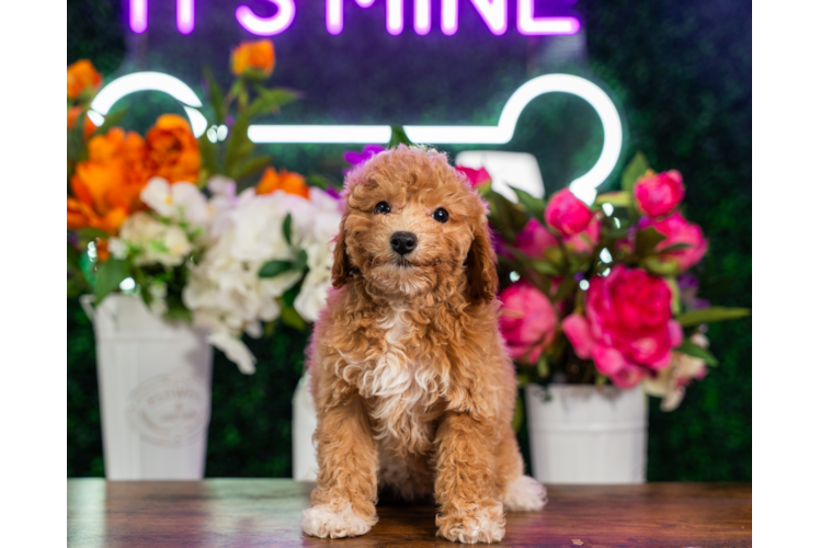 Cute Poochon Baby