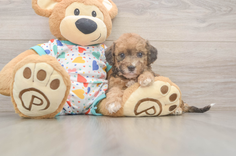 5 week old Poochon Puppy For Sale - Puppy Love PR