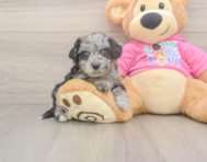 8 week old Poochon Puppy For Sale - Puppy Love PR