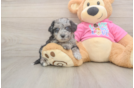 Poochon Puppy for Adoption