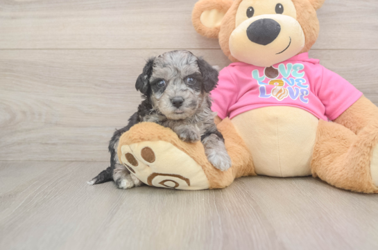 Poochon Puppy for Adoption