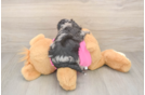 Best Poochon Baby
