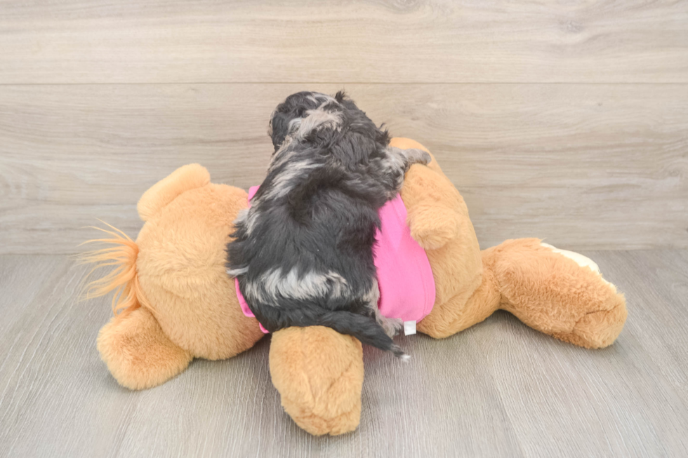 Best Poochon Baby