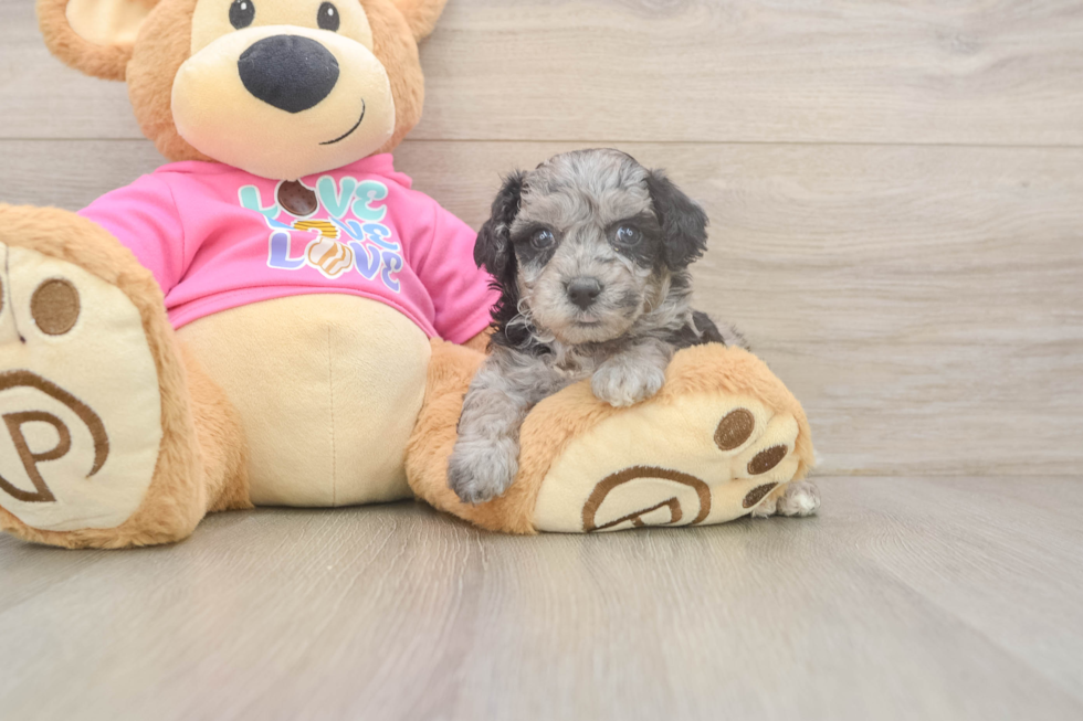 Best Poochon Baby