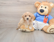 6 week old Poochon Puppy For Sale - Puppy Love PR