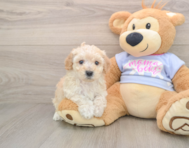 5 week old Poochon Puppy For Sale - Puppy Love PR