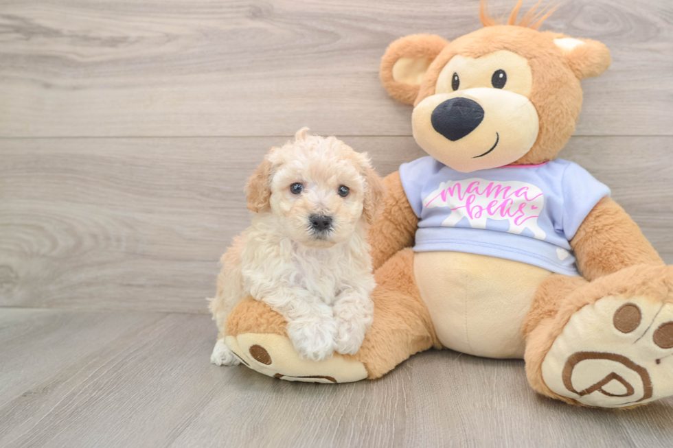 Poochon Puppy for Adoption